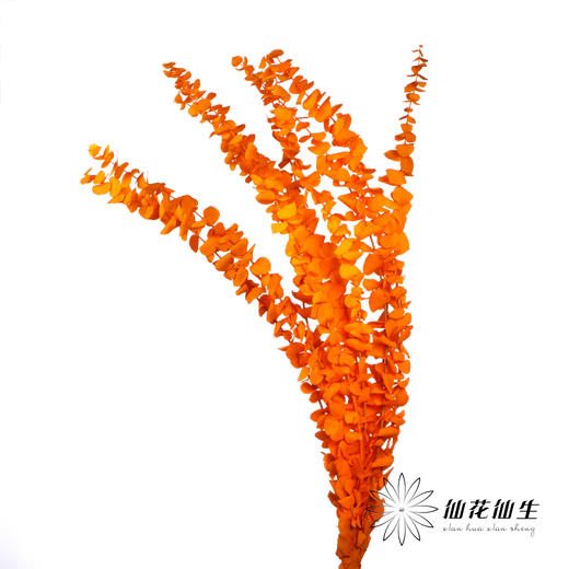 永生花材 | 单支尤加利漂色橙 商品图0