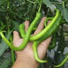生态辣椒（青椒/二荆条） | 合作生产*Ecological Chili (Green Pepper/Erjingtiao) | Partner Production 商品缩略图3