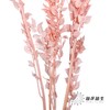 永生花材 | 富贵叶粉色 商品缩略图2