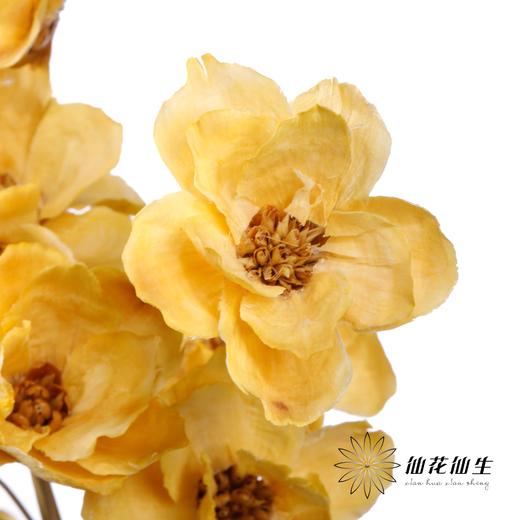 永生花 | 银珍花香槟 商品图2