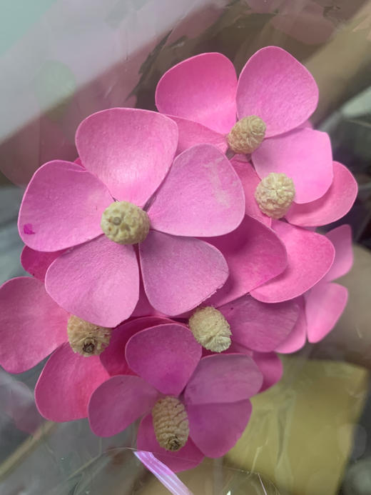 粉色干花紫罗兰 商品图3