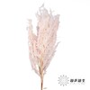 永生花材 | 凤尾撅粉 商品缩略图0