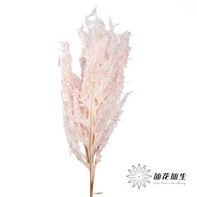 永生花材 | 凤尾撅粉