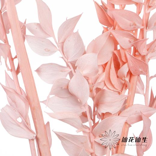 永生花材 | 富贵叶粉色 商品图3