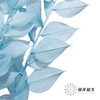 永生花材 | 富贵叶蓝色 商品缩略图0