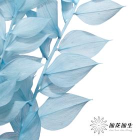 永生花材 | 富贵叶蓝色