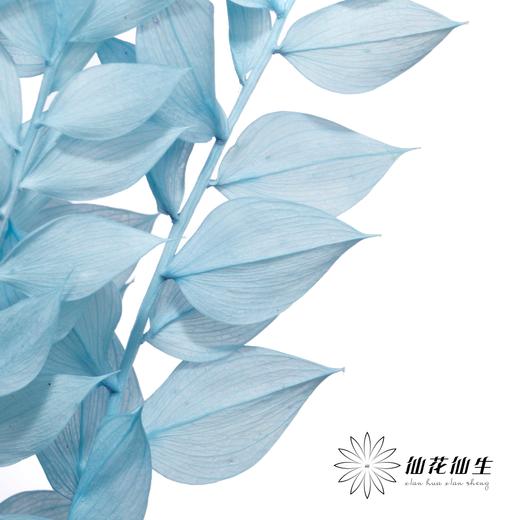 永生花材 | 富贵叶蓝色 商品图0