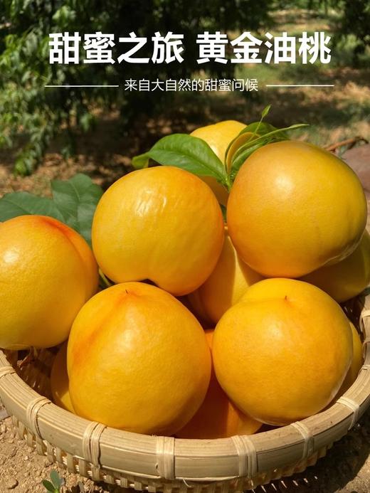 【臻选好果】黄金油桃4.5-5斤  顺丰发货 产地山东蒙阴 商品图3