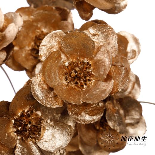 永生花 | 银珍花金色 商品图4