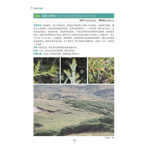 乌恰野生植物/杨赵平/周禧琳/韩占江主编/浙江大学出版社 商品图4