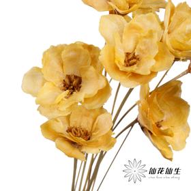 永生花 | 银珍花香槟