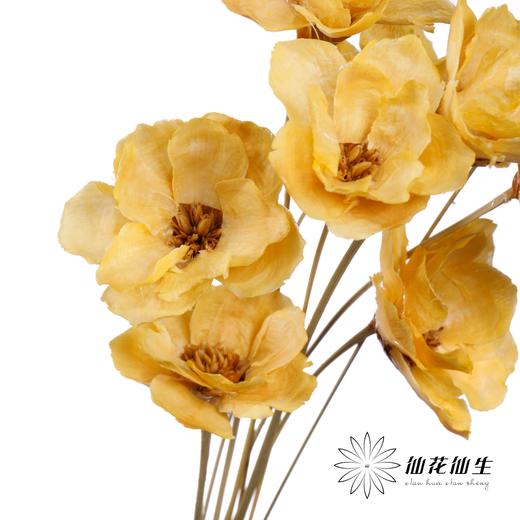 永生花 | 银珍花香槟 商品图0