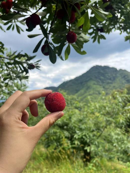 【杨梅干】生态东魁杨梅丨传统工艺丨三蒸三晒（烘）丨非腌制丨鲜果本味丨酸甜肉厚丨 商品图3