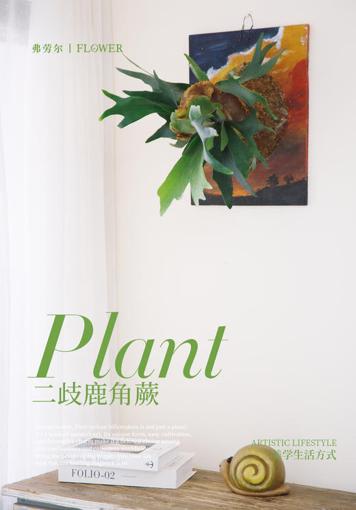 板植鹿角蕨 商品图1