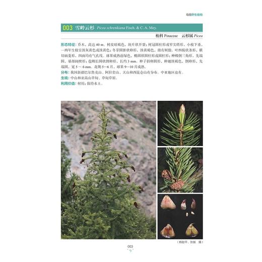 乌恰野生植物/杨赵平/周禧琳/韩占江主编/浙江大学出版社 商品图3