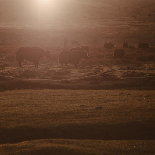 2晚起订【甘南诺尔丹营地】全新开营！全年同价！含每日豪华三餐、管家全程陪同免费参观拉卜楞寺、诺乐工坊，12岁以下儿童更享免费入住，高端野奢新目标！ 商品图1