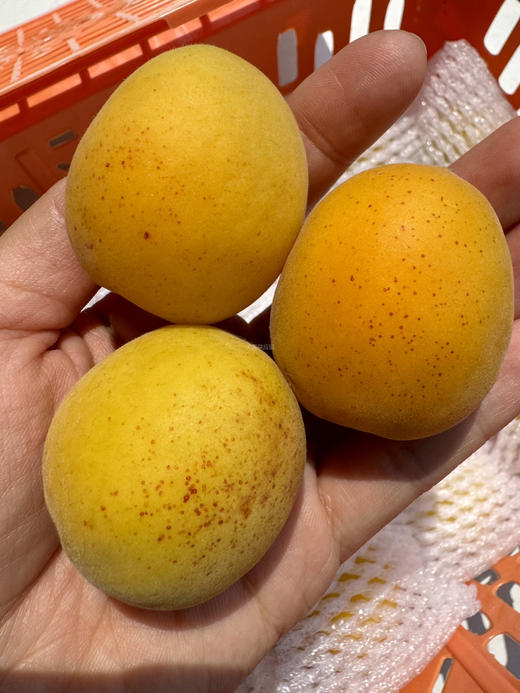 ✈️顺丰包邮到家，先天的口感优势🫵
让「崂山香蜜杏」被发掘面世
后天精心的种植栽培
才是支撑它不远千里来到食客嘴边的关键
果期不长，想尝鲜的抓紧，2.5斤/筐 商品图0