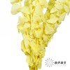 永生花材 | 单支尤加利漂色黄 商品缩略图2