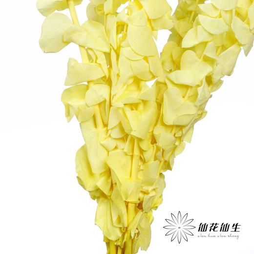 永生花材 | 单支尤加利漂色黄 商品图2