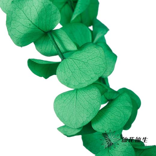 永生花材 | 单支尤加利漂色绿 商品图2