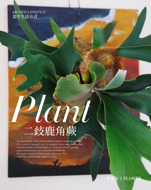 板植鹿角蕨 商品图3