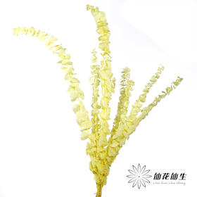 永生花材 | 单支尤加利漂色黄