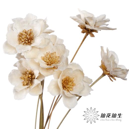 永生花 | 银珍花白 商品图3