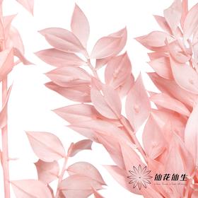 永生花材 | 富贵叶粉色