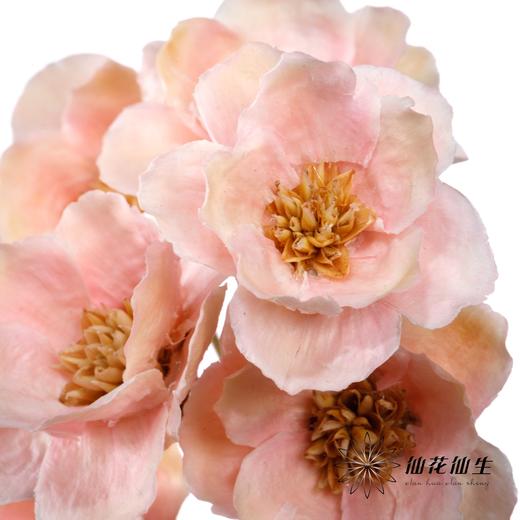 永生花 | 银珍花粉 商品图3