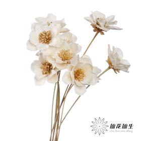 永生花 | 银珍花白