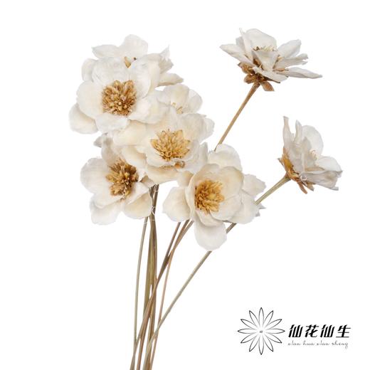 永生花 | 银珍花白 商品图0