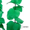 永生花材 | 单支尤加利漂色绿 商品缩略图3
