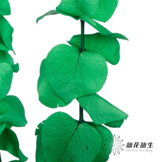 永生花材 | 单支尤加利漂色绿 商品图3
