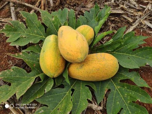 【臻选好果】冰糖红心木瓜4.5-5斤/2-4个彩箱装   顺丰发货  产地广东 商品图1