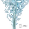 永生花材 | 富贵叶蓝色 商品缩略图3