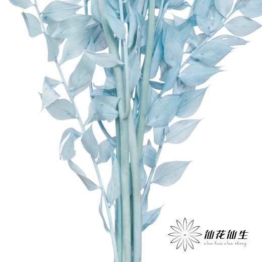 永生花材 | 富贵叶蓝色 商品图3
