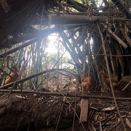 【每周一发货】【竹林散养土鸡蛋30枚】竹林散养刨刨鸡 蛋清浓稠 蛋黄密度结实 个头均匀 商品图1
