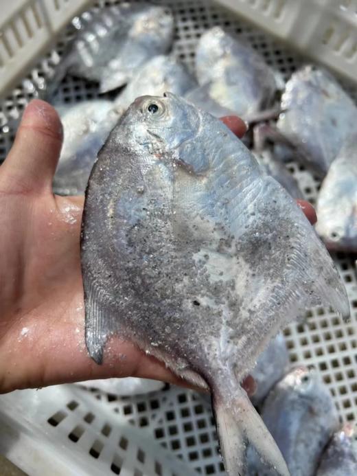 &“辅食王”白鲳鱼🐟简单清蒸，肉甜细嫩，老人小孩放心吃，【活冻】 商品图7