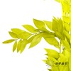 永生花材 | 富贵叶绿色 商品缩略图2