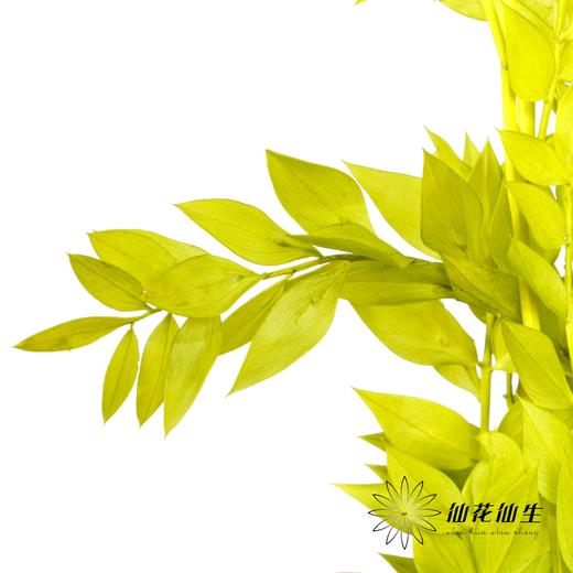 永生花材 | 富贵叶绿色 商品图2