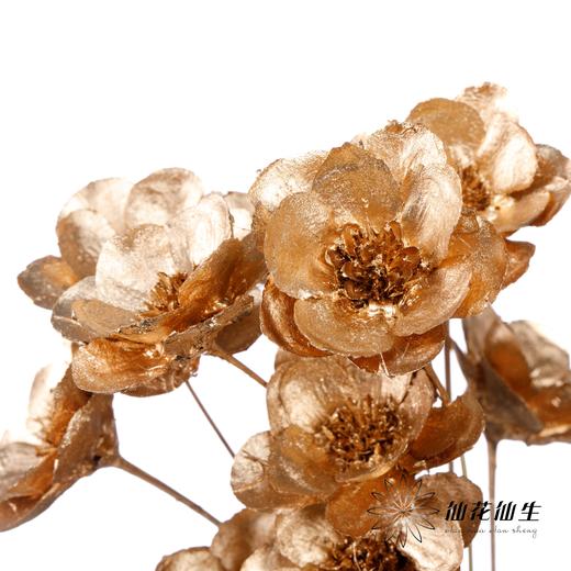 永生花 | 银珍花金色 商品图2