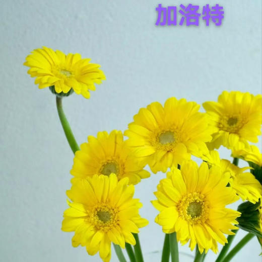 非洲菊.加洛特 商品图0