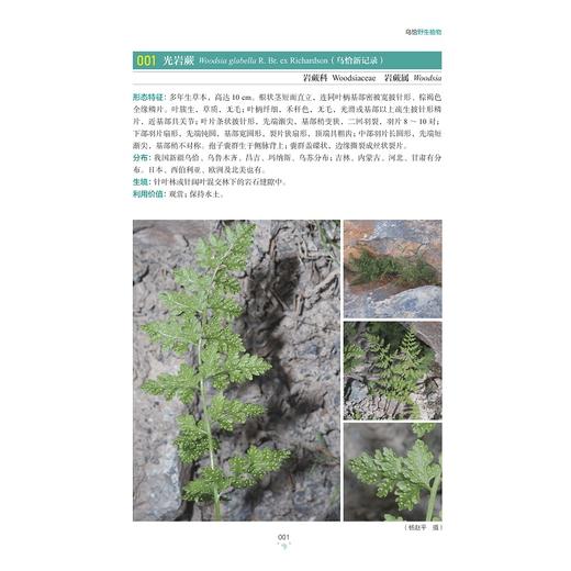 乌恰野生植物/杨赵平/周禧琳/韩占江主编/浙江大学出版社 商品图1