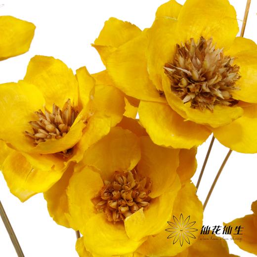 永生花 | 银珍花黄 商品图2