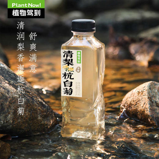 中国植物驾到清梨杭白菊植物饮料500ml 商品图0