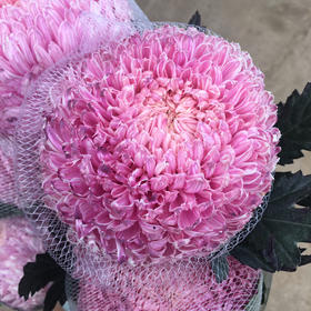 牡丹菊.布朗尼
