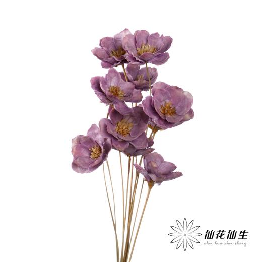 永生花 | 银珍花粉紫 商品图2