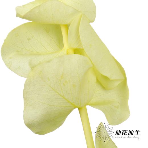 永生花材 | 单支尤加利漂色黄 商品图3