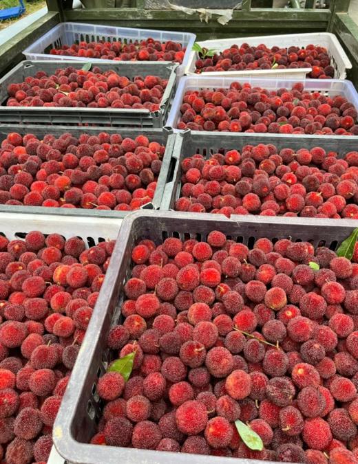 【杨梅干】生态东魁杨梅丨传统工艺丨三蒸三晒（烘）丨非腌制丨鲜果本味丨酸甜肉厚丨 商品图4