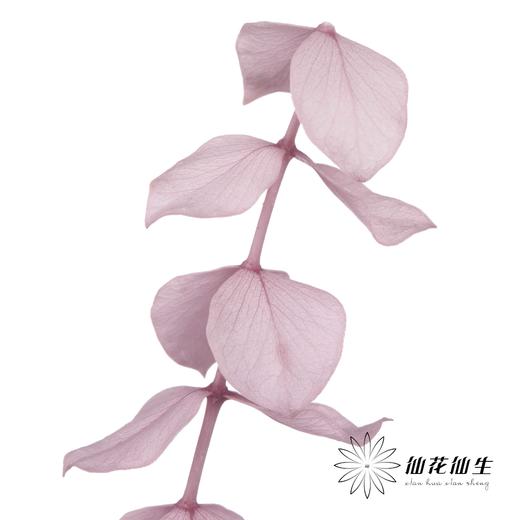 永生花材 | 单支尤加利漂色紫 商品图3